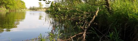 Neue Biberspuren an der Recknitz